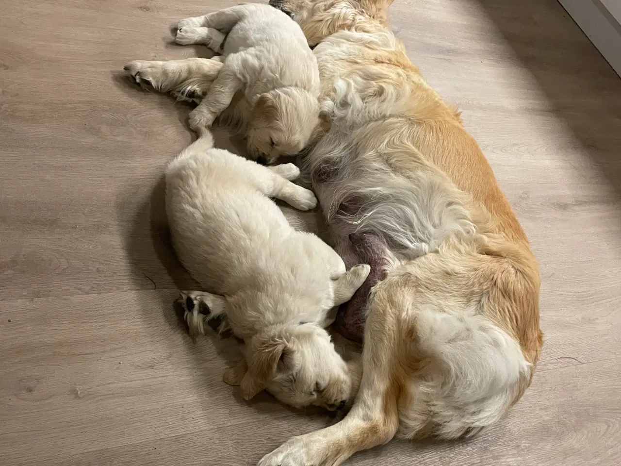 Billede 8 - Golden retriever hvalpe