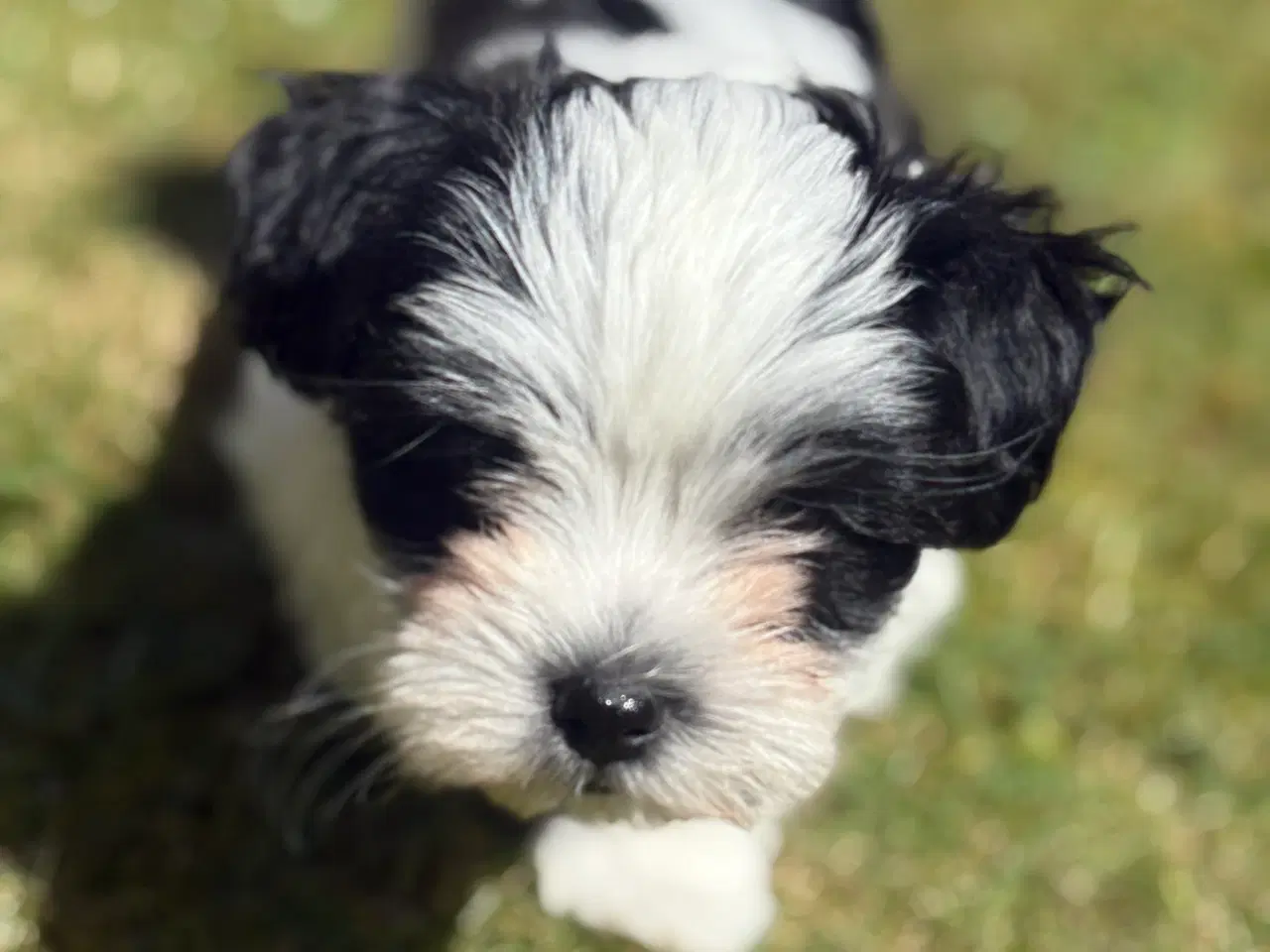 Billede 3 - Skøn lille Boomer han - shih tzu/malteser
