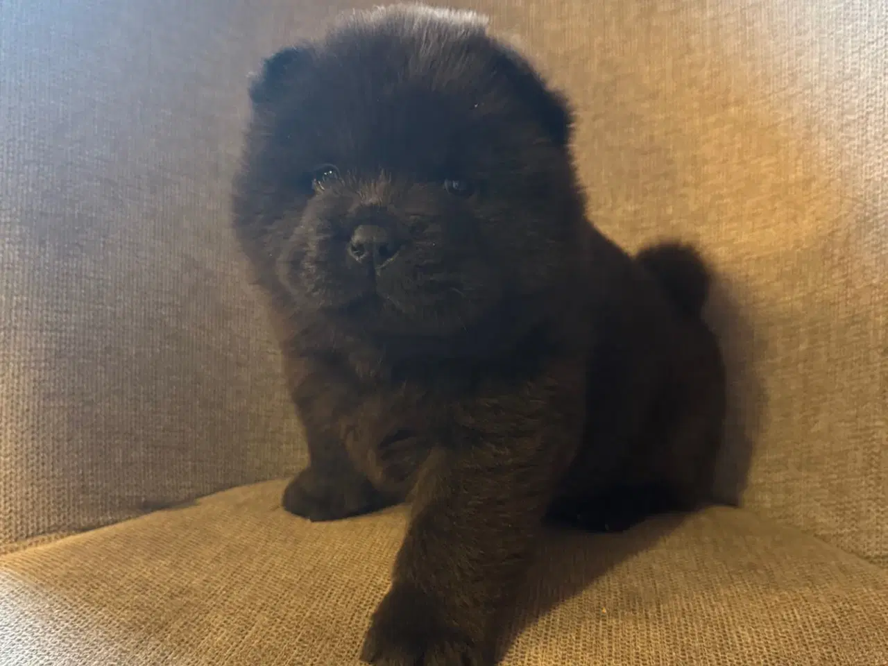Billede 19 - Chow chow