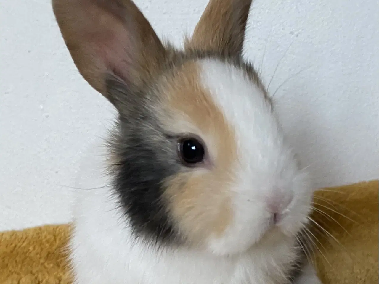 Billede 1 - HOLLÆNDER HUN JAPANER SORT/GUL