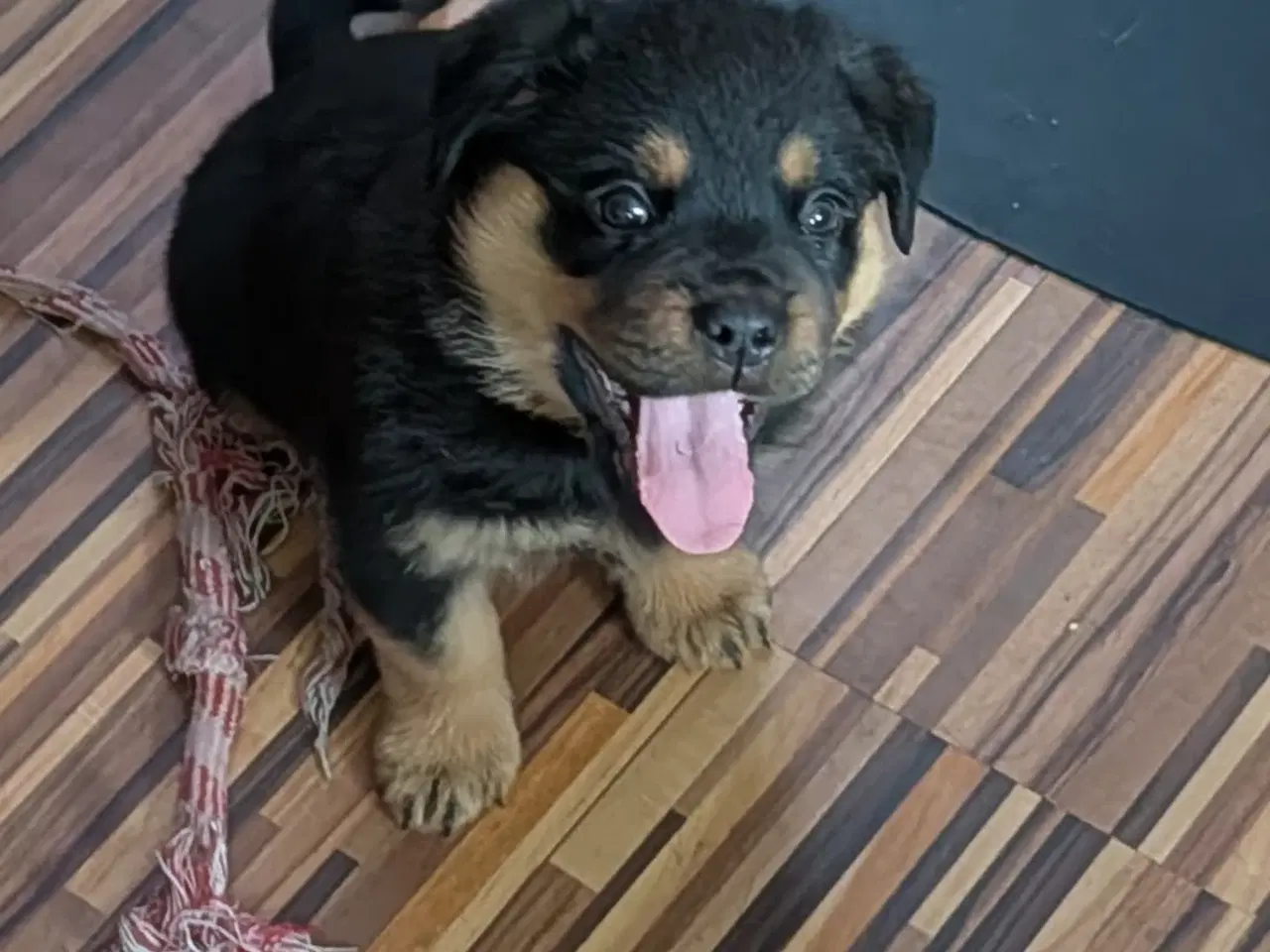 Billede 2 - labweiler