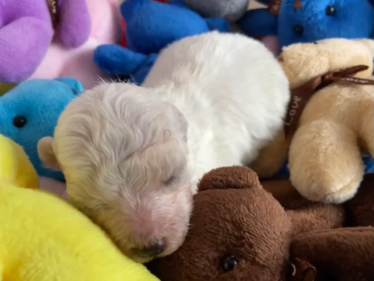 Billede 3 - Pudel / Bolognese