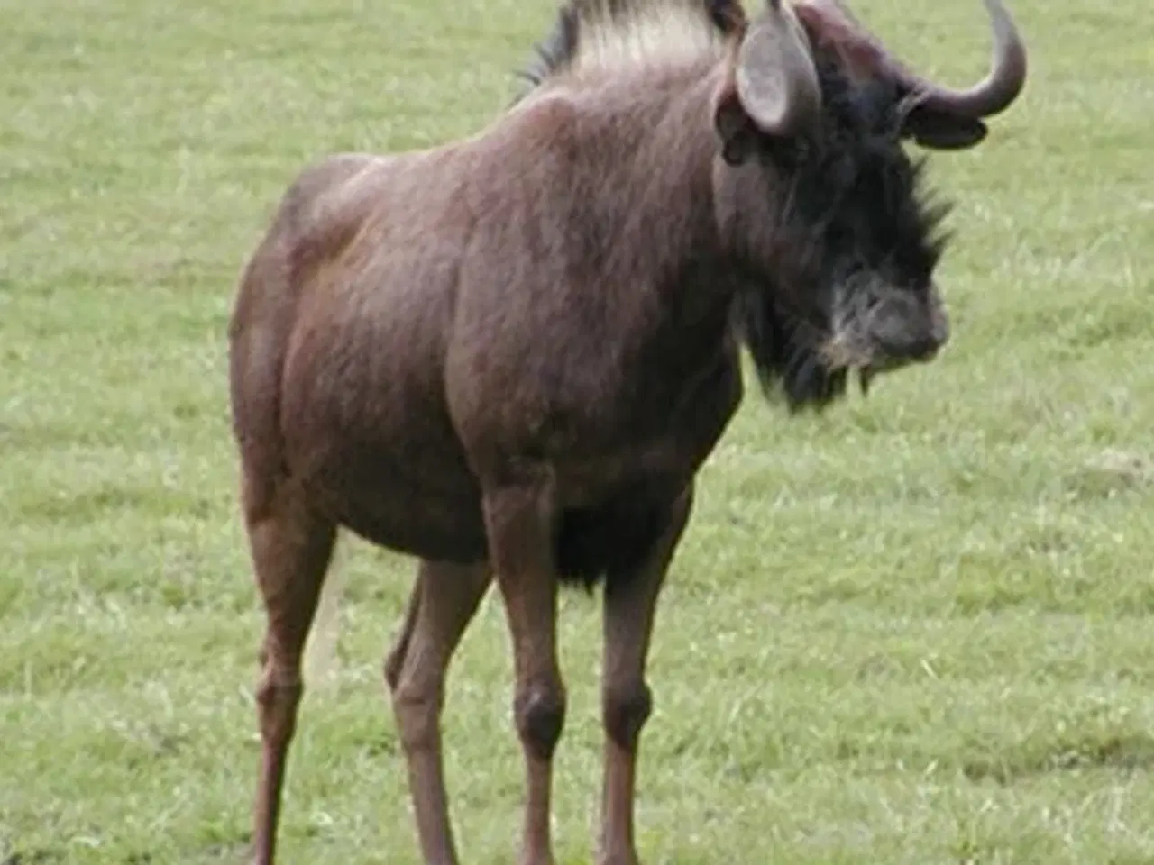 Billede 3 - Jagttrofæ, gnu, Sydafrika