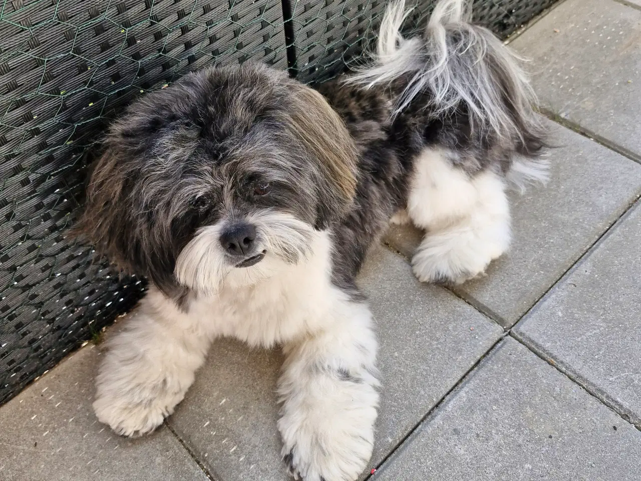Billede 1 - Lhaso Apso tilbyder parring