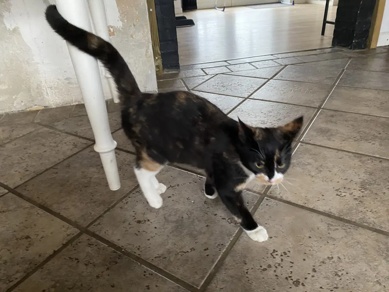 Billede 4 - 2 hun kattekillinger sælges