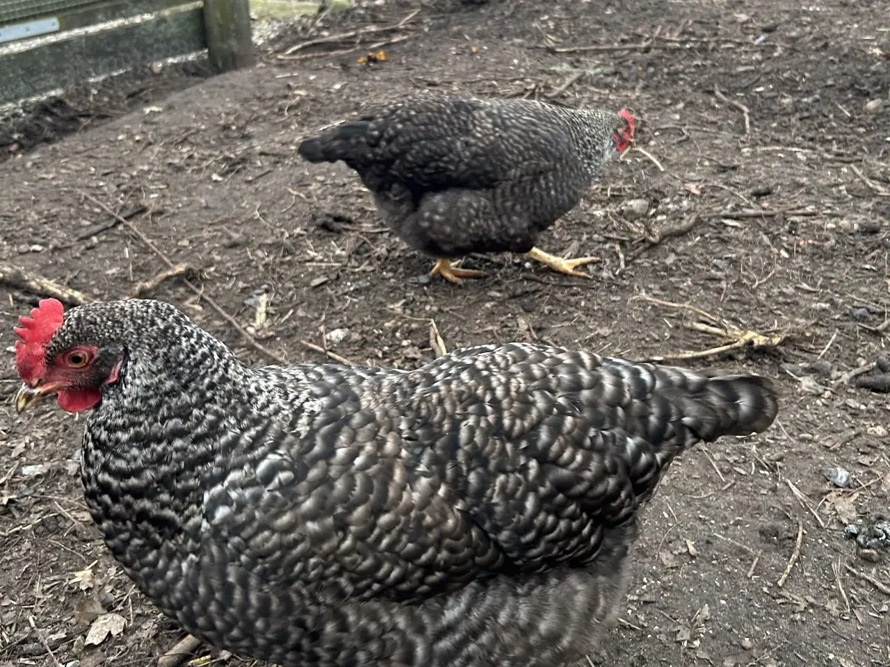 Billede 2 - To høns fra 25