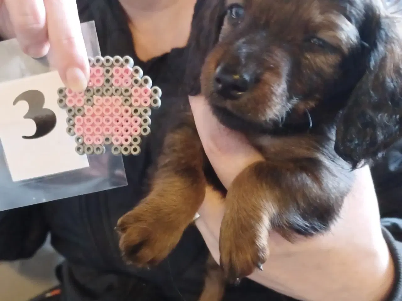 Billede 6 - Langhåret Gravhunde-hvalpe