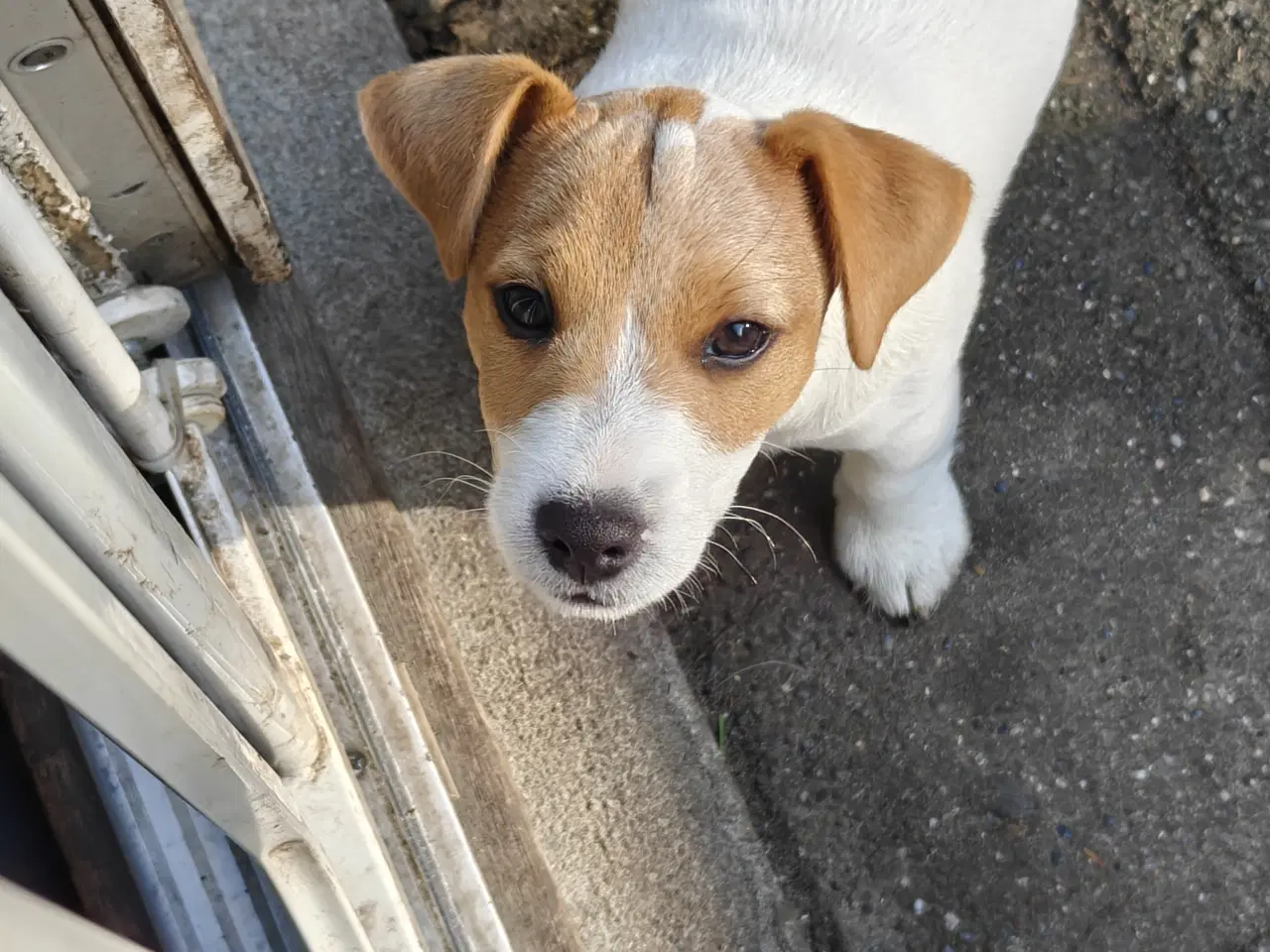 Billede 6 - Lækker Jack Russell Terrier hvalpe