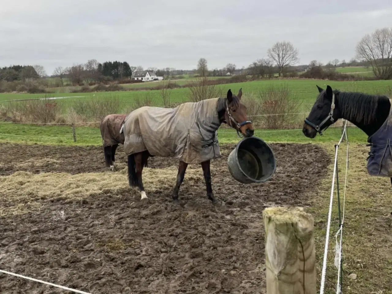 Billede 2 - Lilla Regn (Rain)