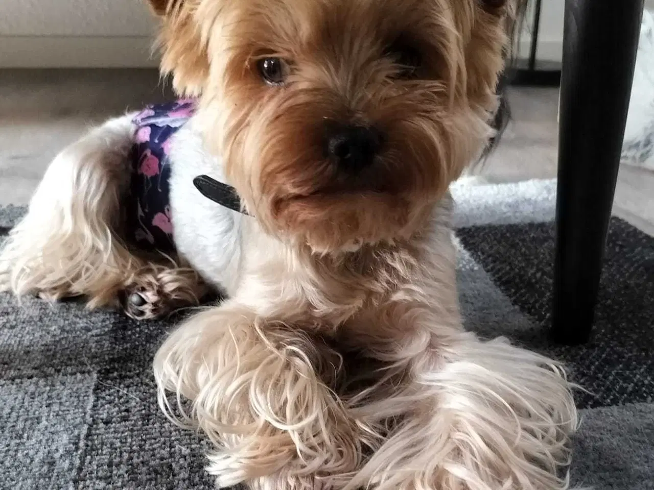 Billede 21 - Yorkshire Terrier hvalpe 