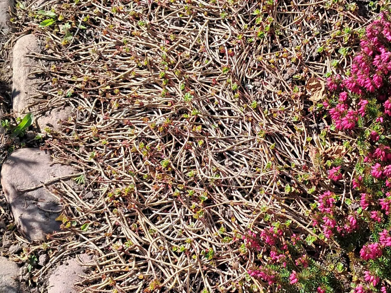 Billede 1 - Sedum bunddække 