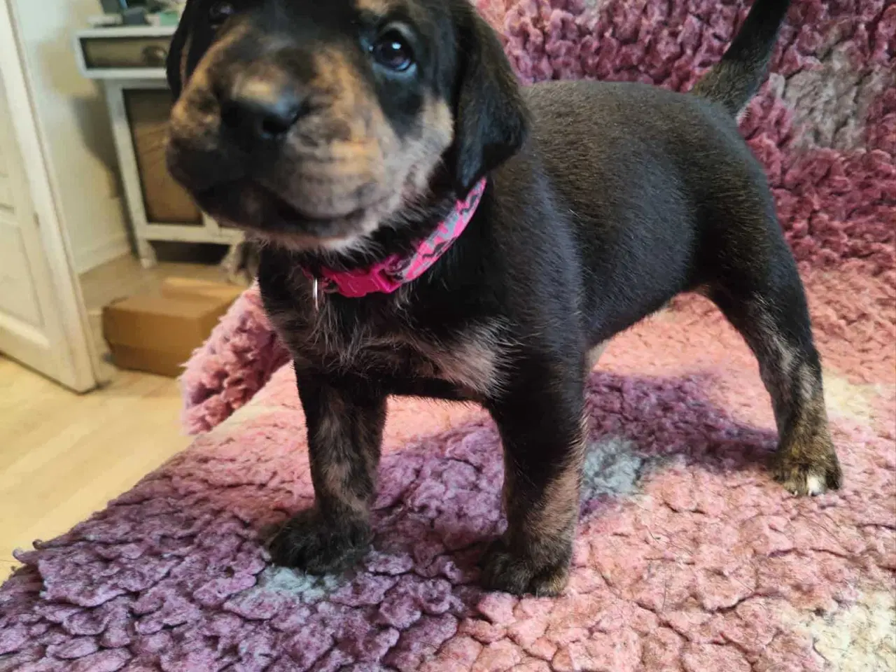 Billede 8 - Dejlige familie blandings basser