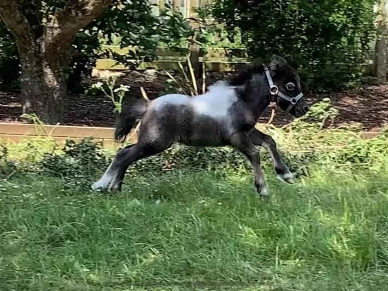 Billede 5 - Mini shetlands hoppeføl