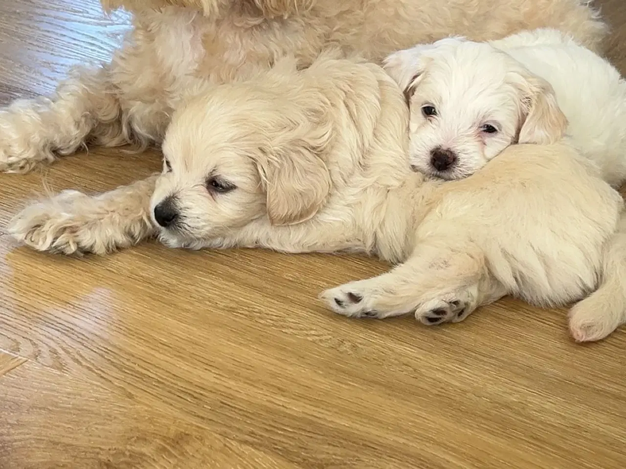 Billede 4 - Maltipoo Pomchi blanding