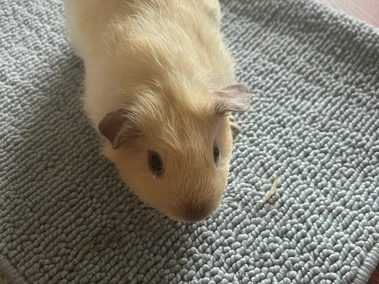 Billede 16 - Marsvin i forskellig aldre skinner er hunner