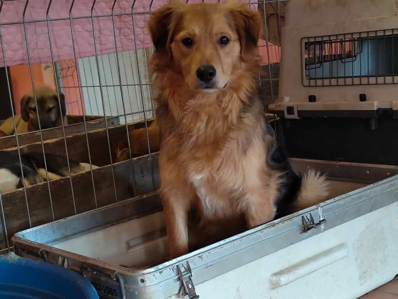 Billede 5 - Frodo til adoption! 🩵