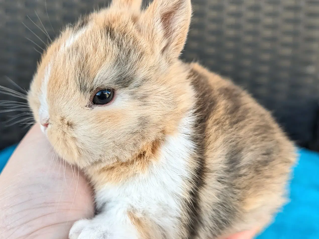 Billede 3 - Hermelin kaninunge sælges 