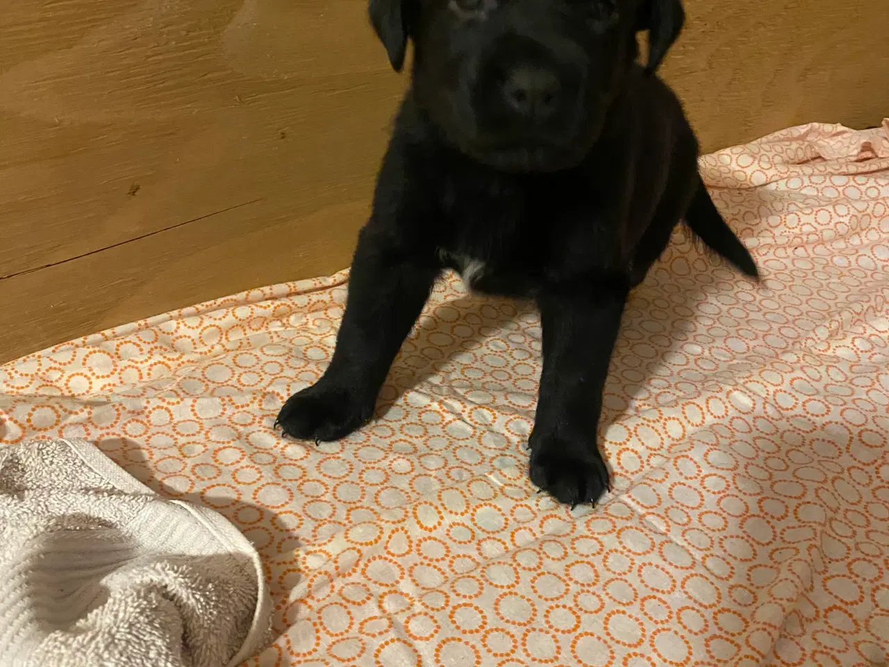 Billede 2 - De dejligste labrador/Golden Retriever hvalpe