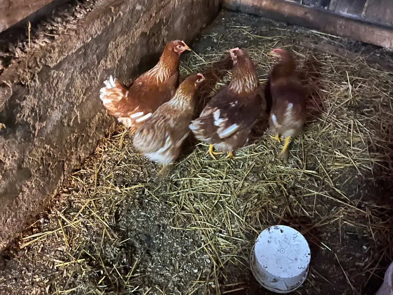 Billede 2 - Høns