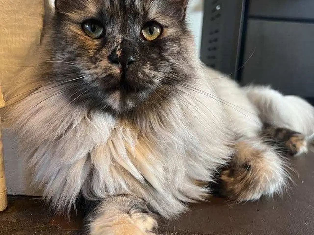 Billede 3 - Maine coon