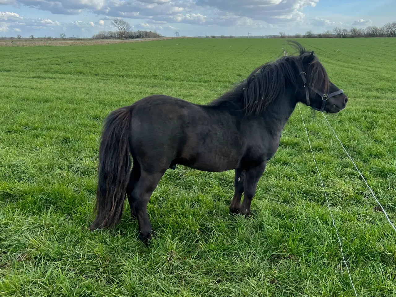 Billede 1 - Dejlig Shetlandshingst