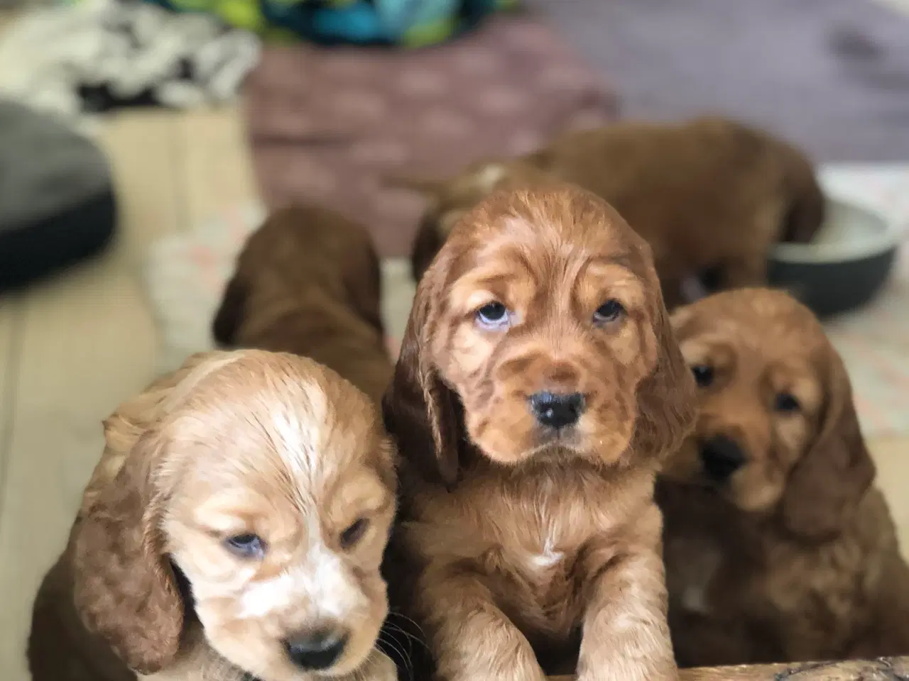 Billede 10 - Engelsk Cocker spaniel