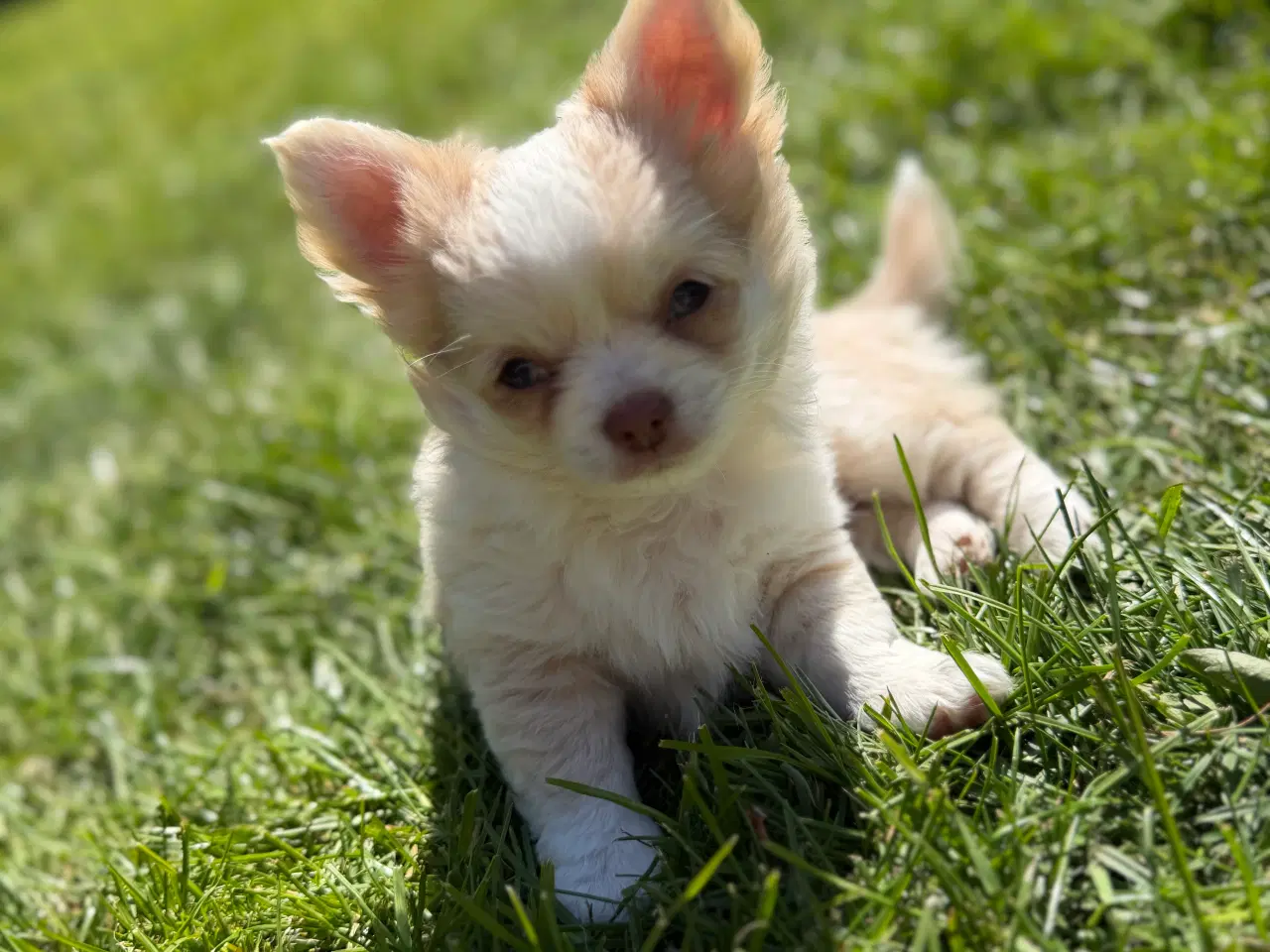 Billede 3 - Chihuahua tæve biege favn flytteklar