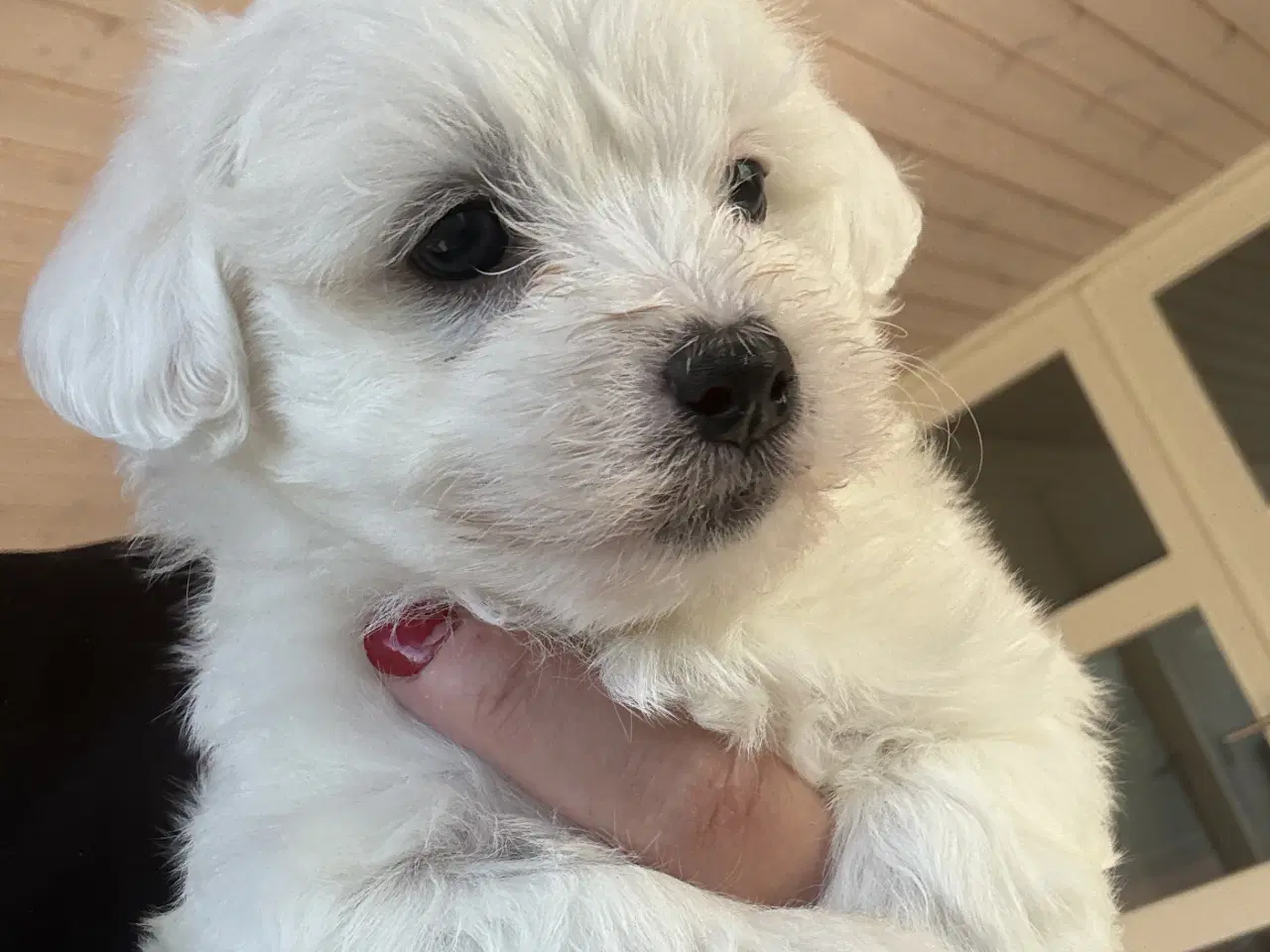 Billede 4 - Bichon havanais hvalpe sælges