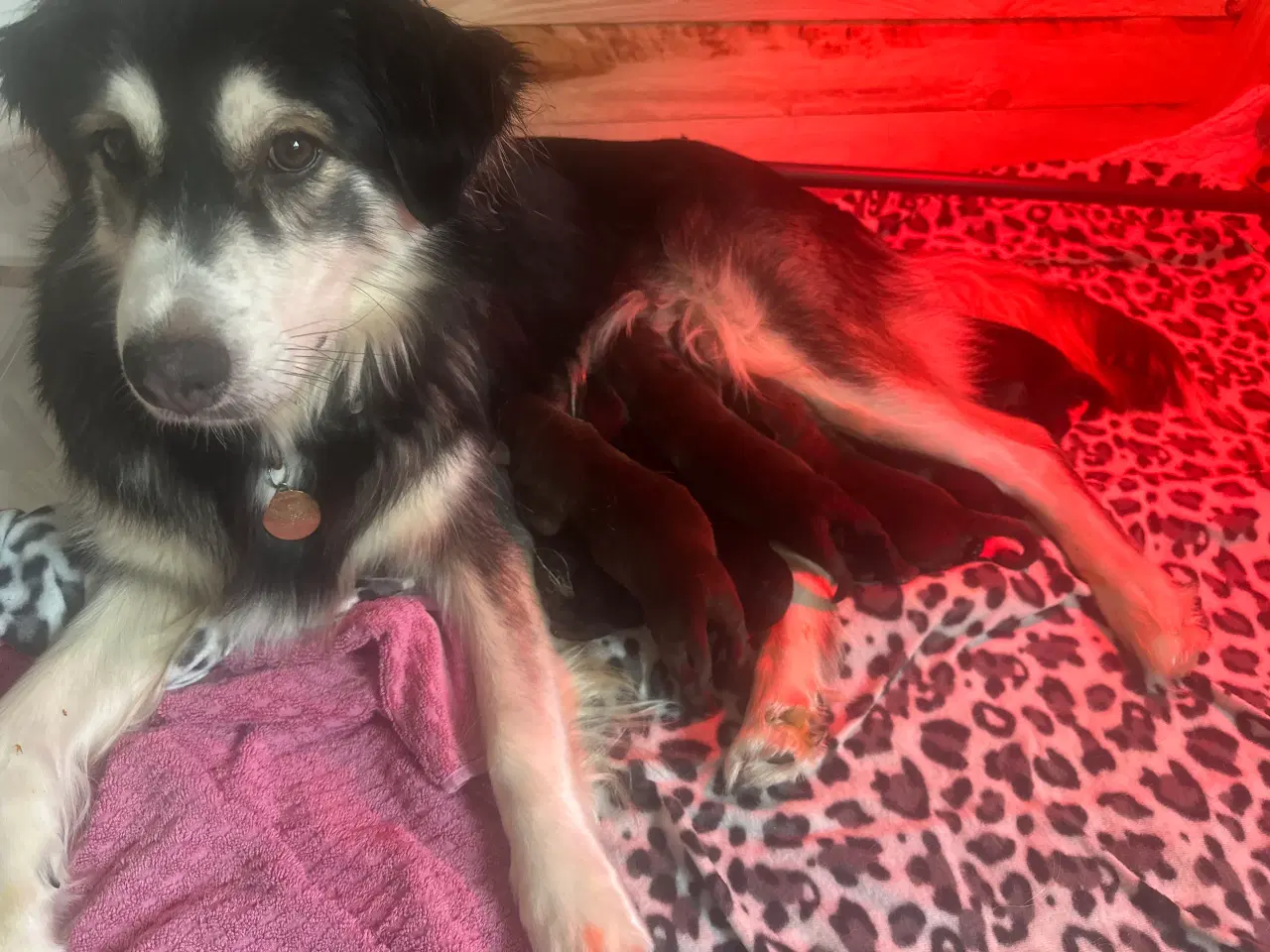 Billede 1 - Smukkeste blandings hvalpe (Golden Retriever)