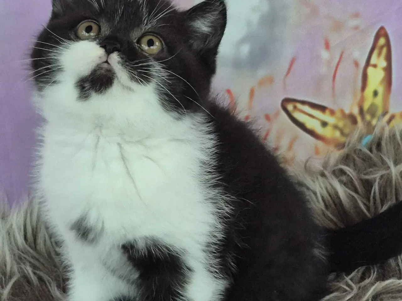 Billede 2 - British shorthair hunkilling