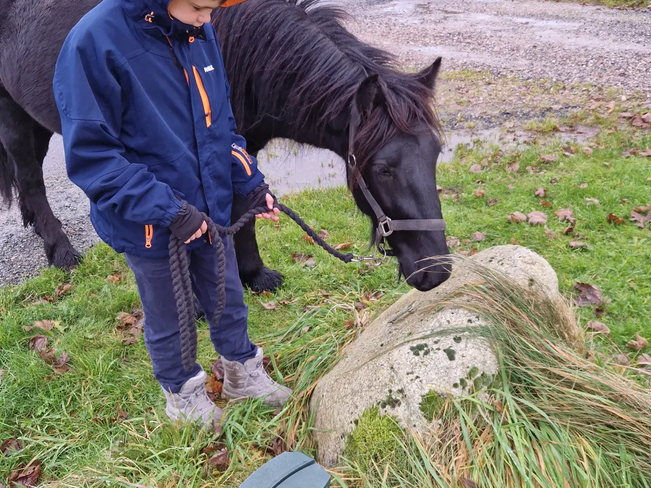 Billede 7 - Fell pony hingst