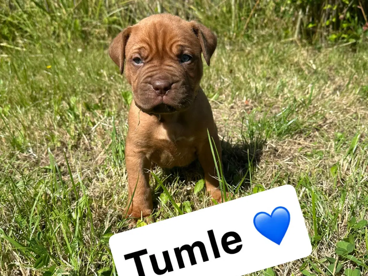 Billede 3 - Hvalpe Cane Corso/Douge de Bordeaux 