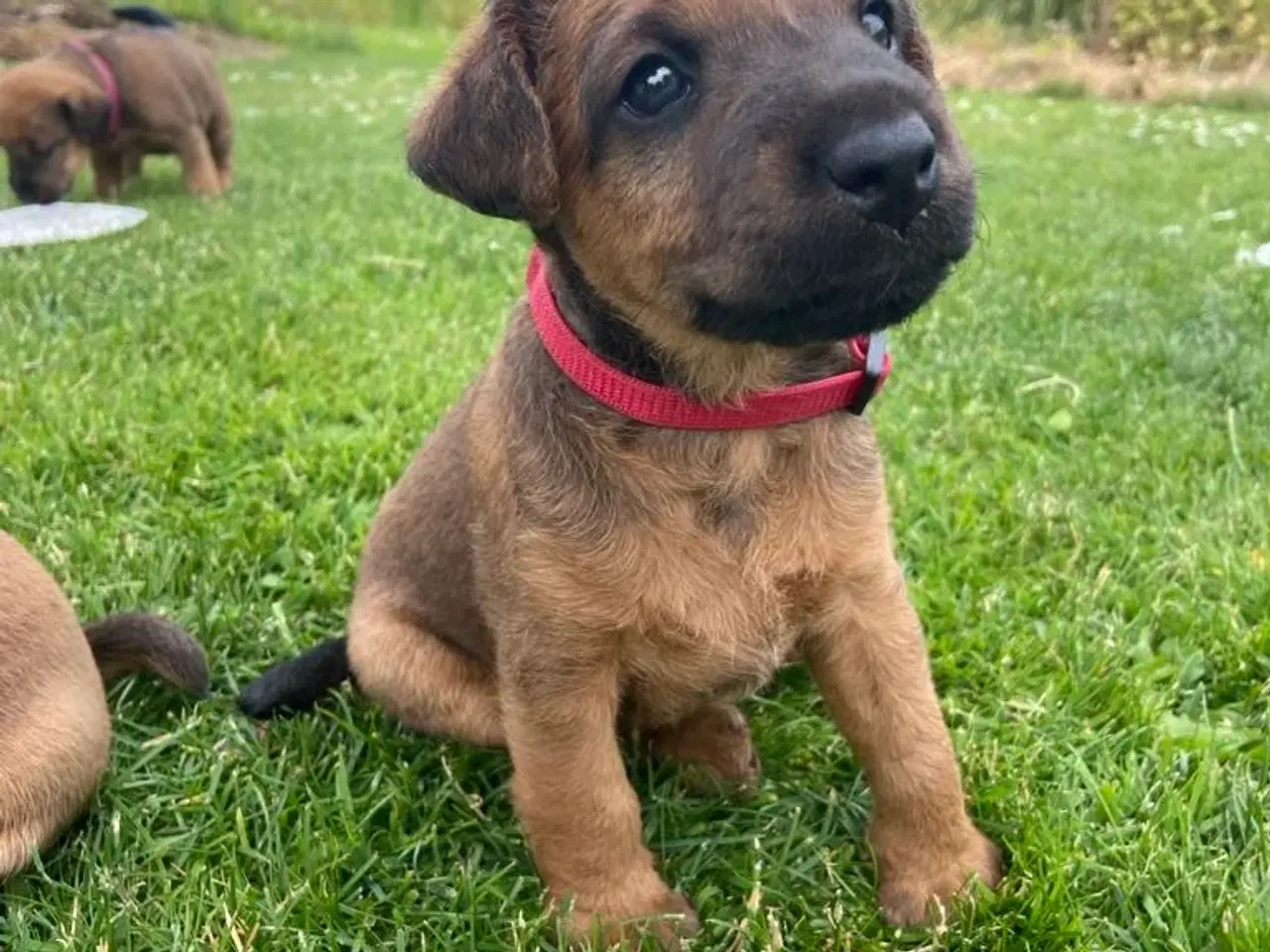 Billede 10 - Westfalen terrier kryds. 