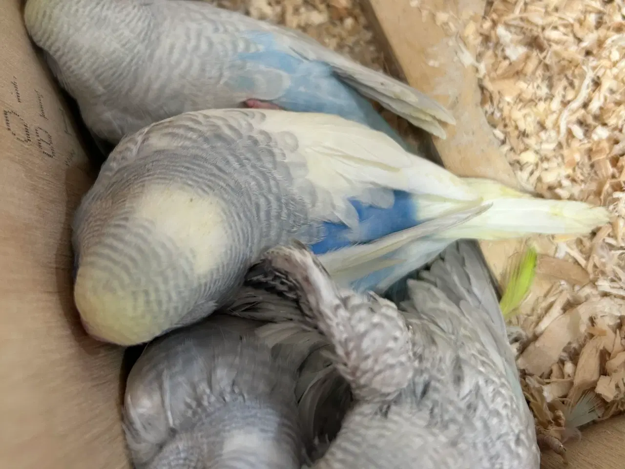 Billede 5 - Undulatunger 