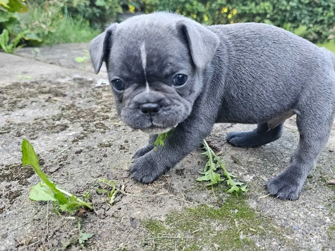 Billede 5 - Fransk  Bulldog 