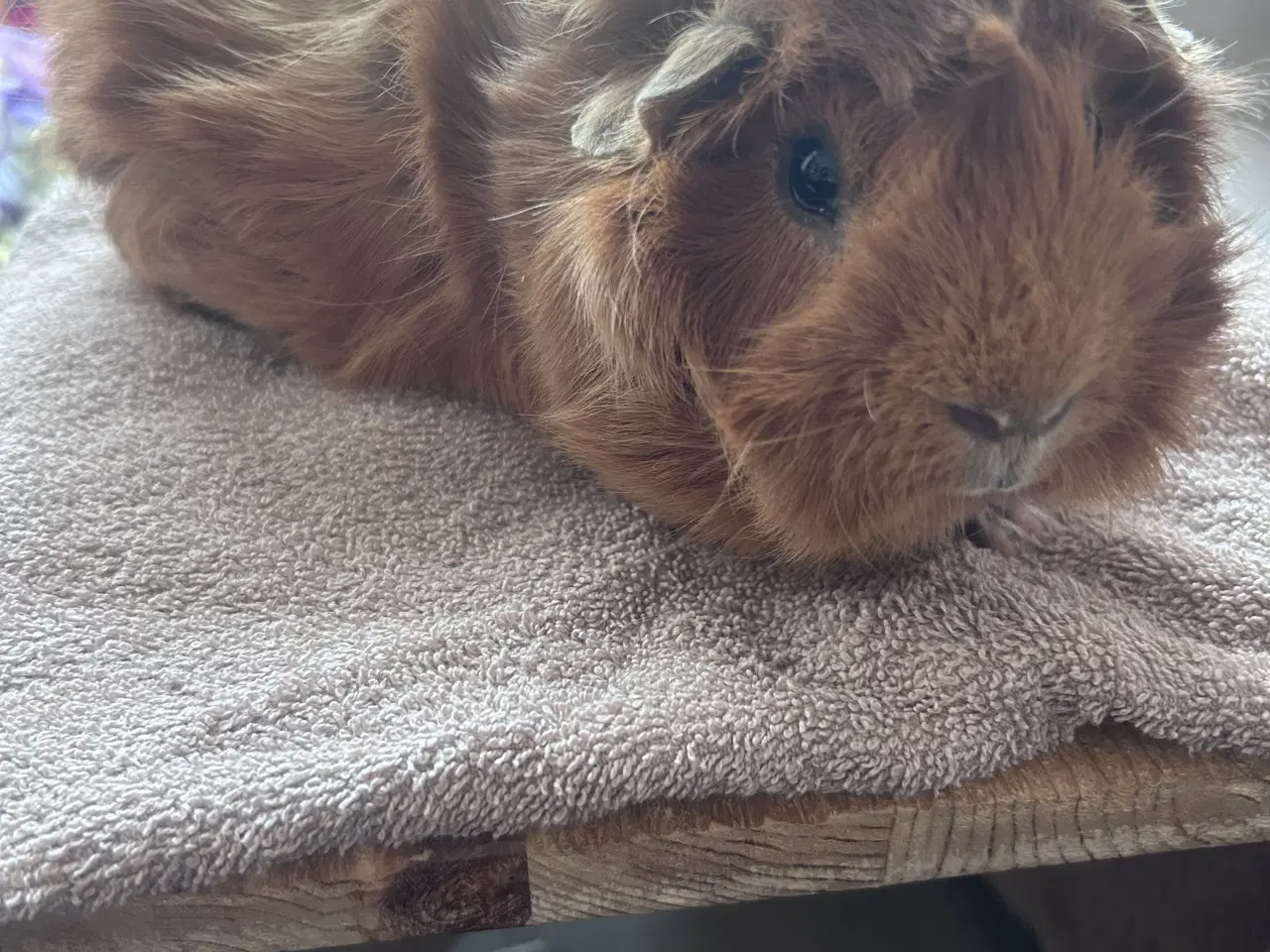 Billede 1 - 2 rolige han marsvin