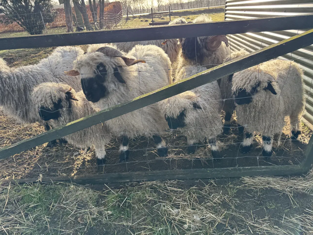 Billede 6 - Valais Blacknose gimmerlam 