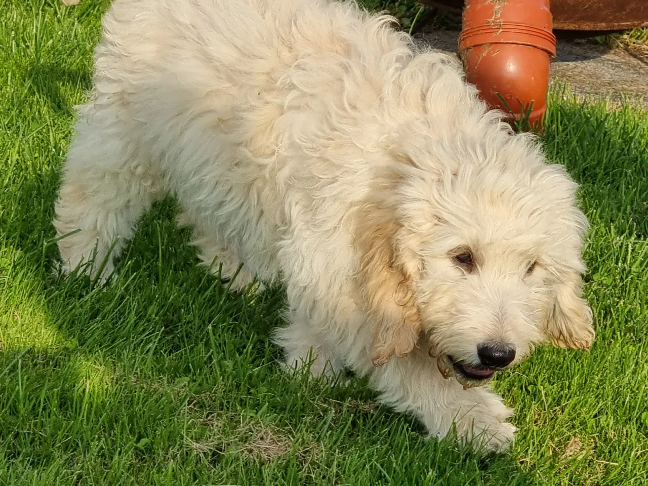 Billede 6 - skønheder Golden doodle hvalpe