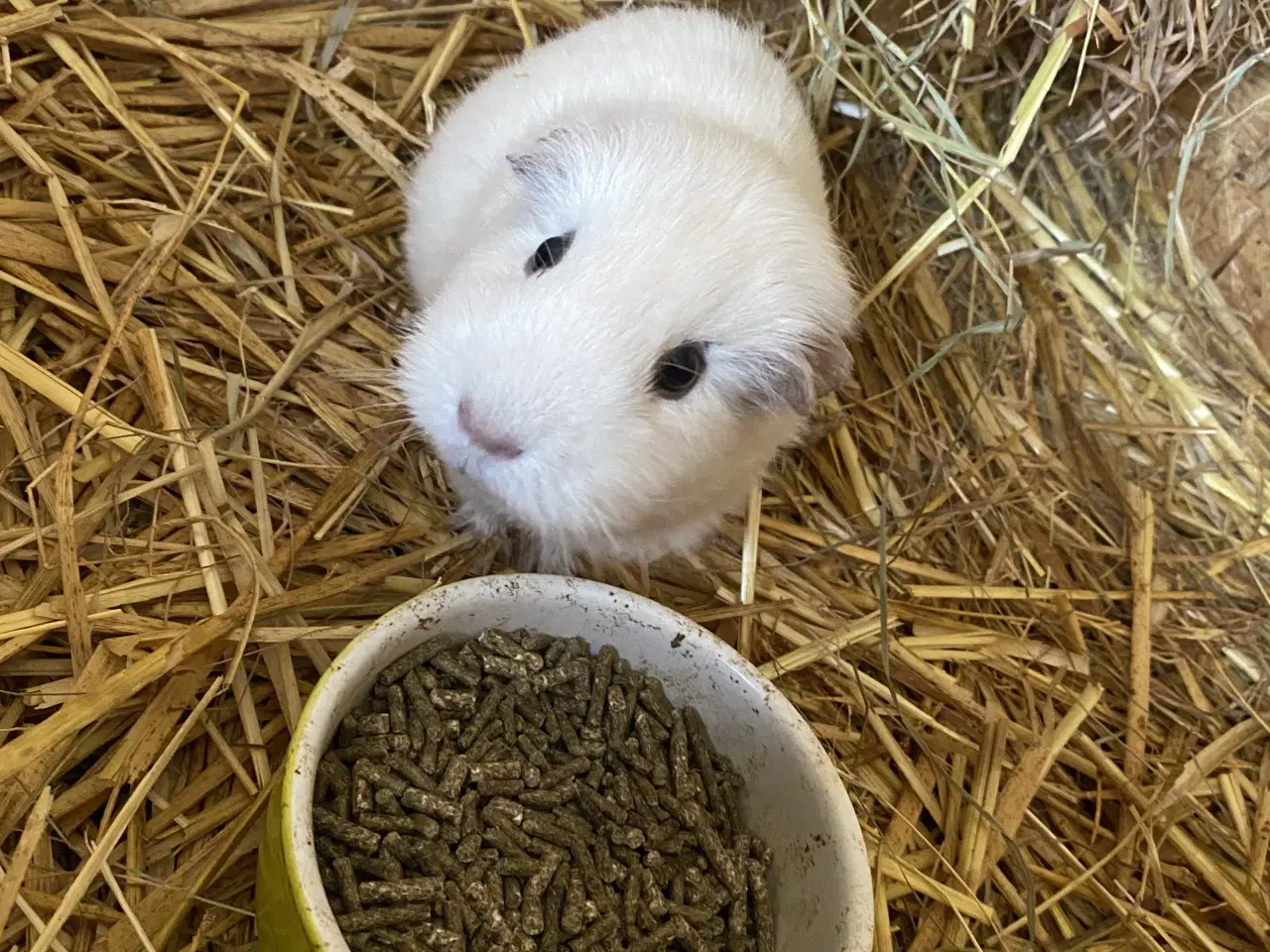 Billede 2 - Hun marsvin sælges