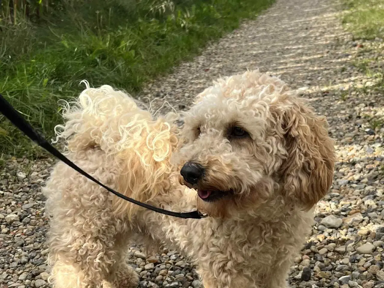Billede 3 - skøn Maltipoo Max