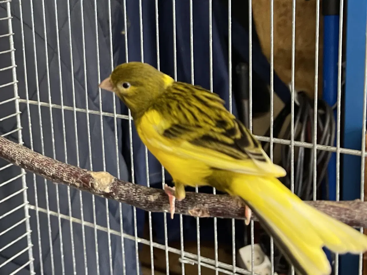 Billede 2 - Han Kanariefugl