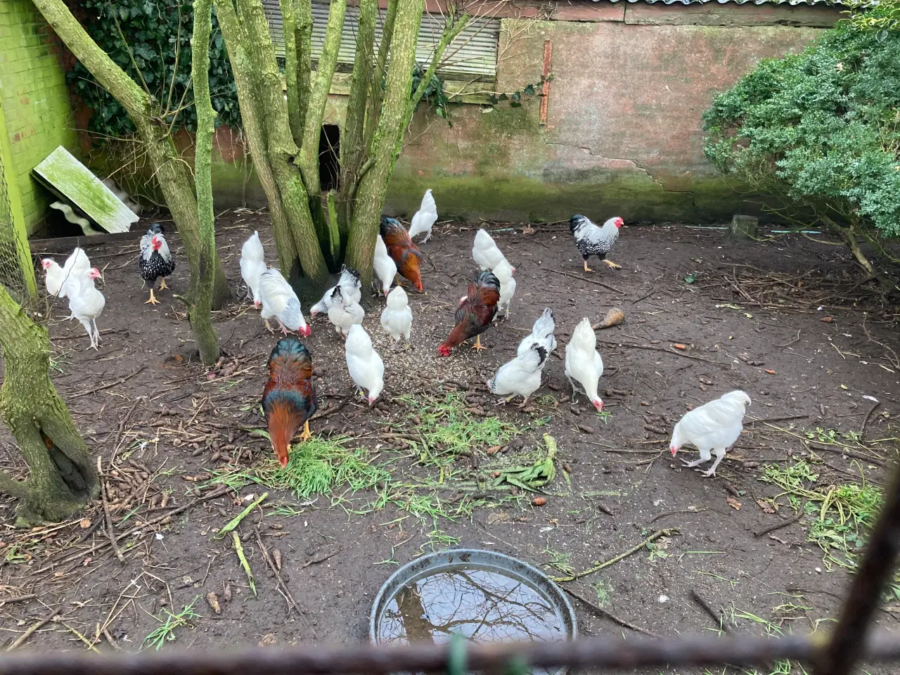 Billede 6 - Rugeæg af følgende dværghøns kan samles mod bestil