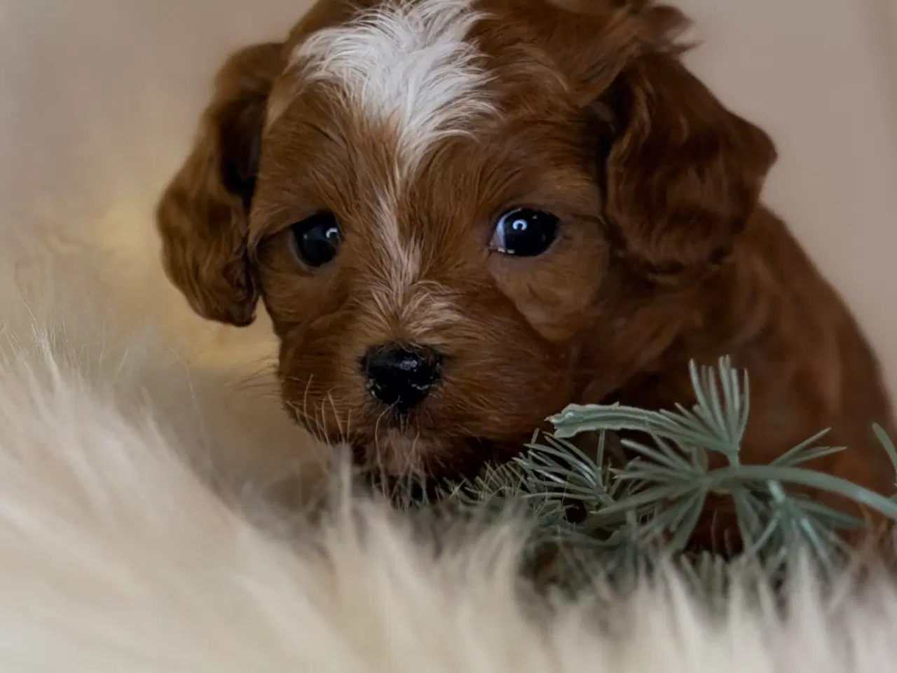 Billede 5 - Cavapoo dreng