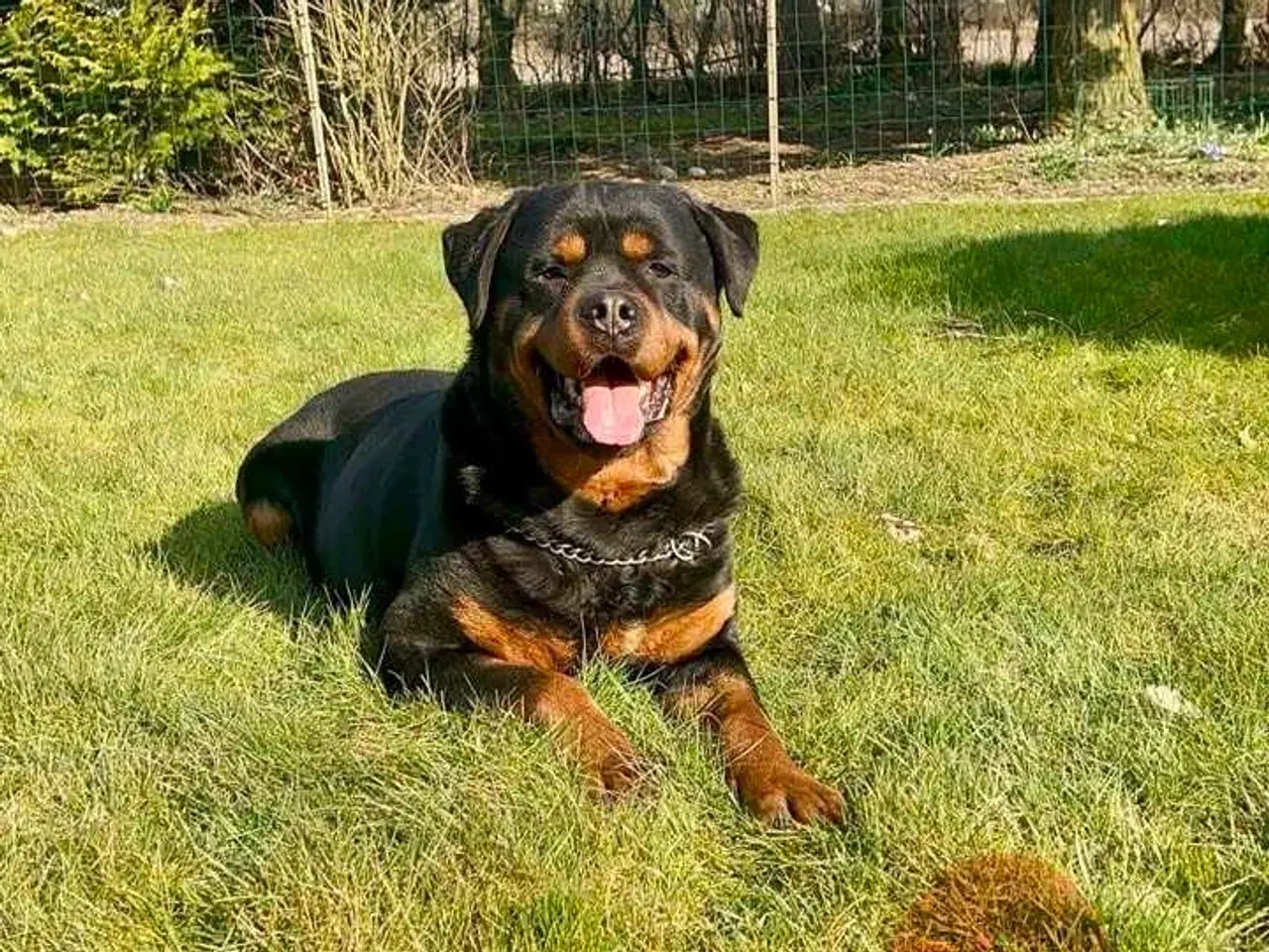 Billede 11 - Rottweiler han 