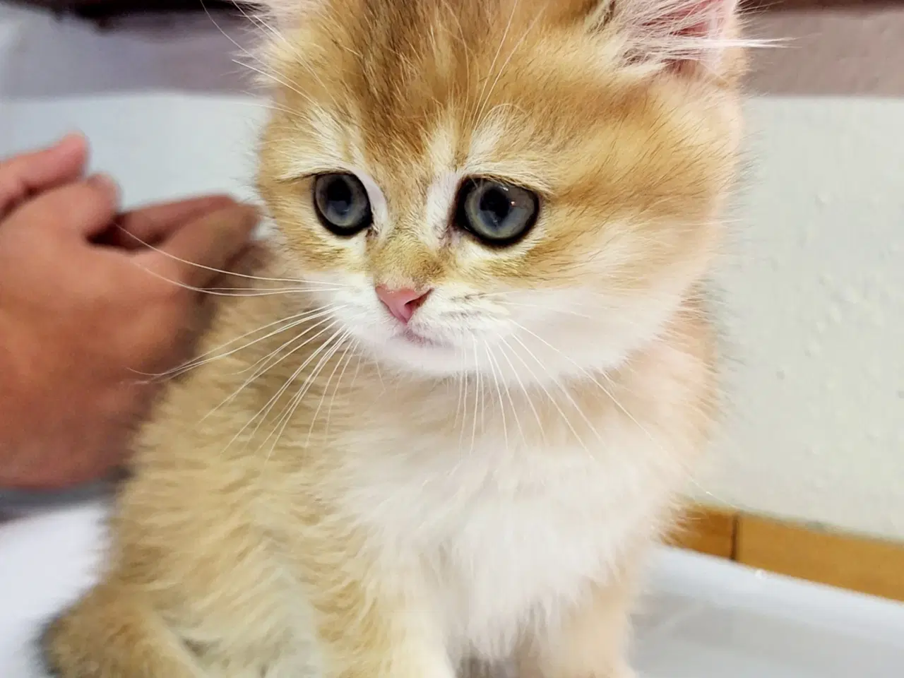 Billede 5 - British Shorthair og longhair med stamtavle 