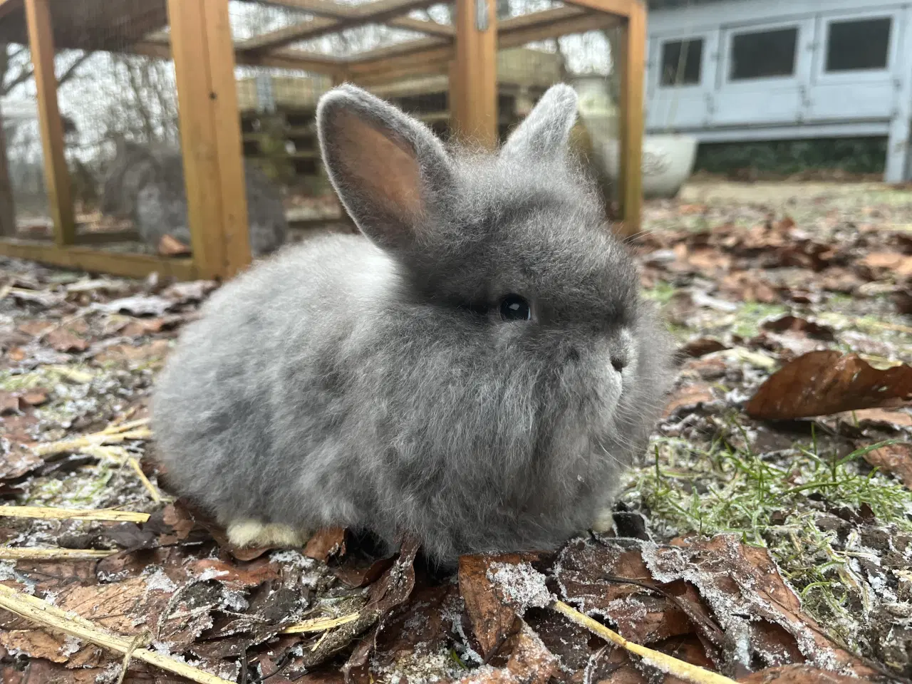 Billede 2 - Lionlop kaninunge børnevant og tam