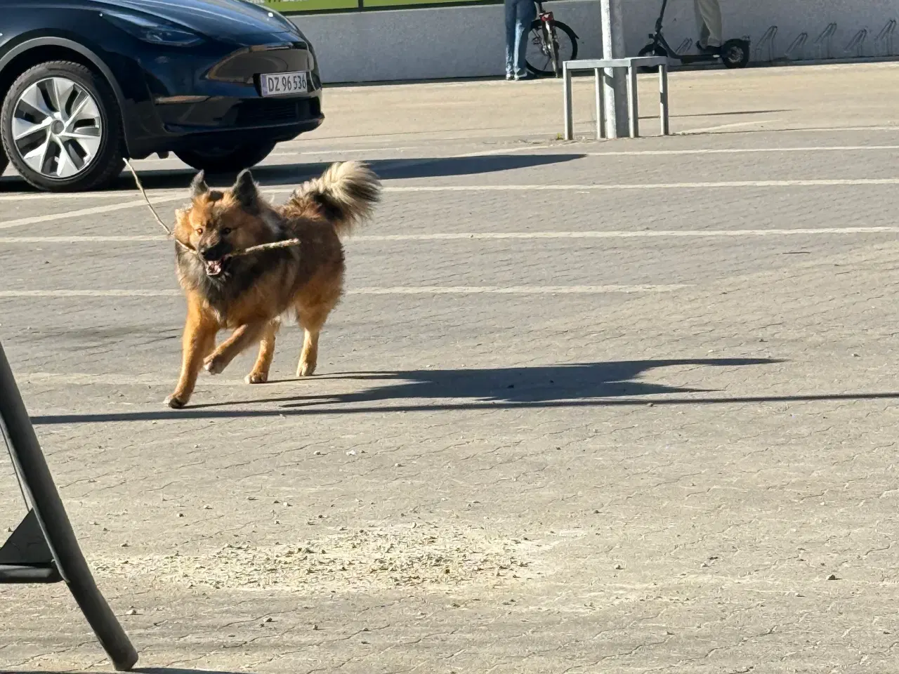 Billede 4 - Islands fårehund snart 1 år 