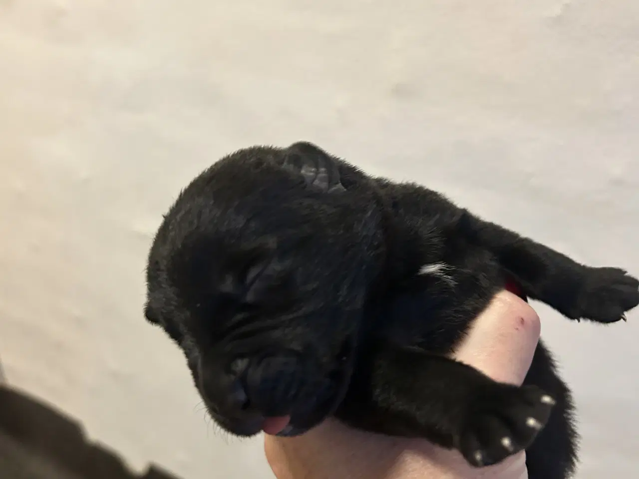 Billede 2 - Labrador/rottweiler hvalpe