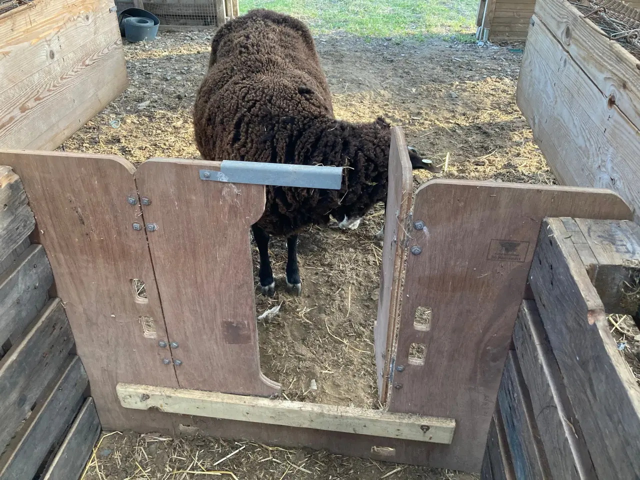 Billede 4 - Shearwell lamb adopter