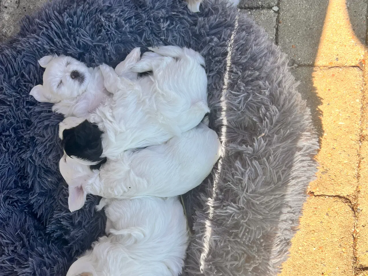 Billede 1 - Maltipoo med papillion 